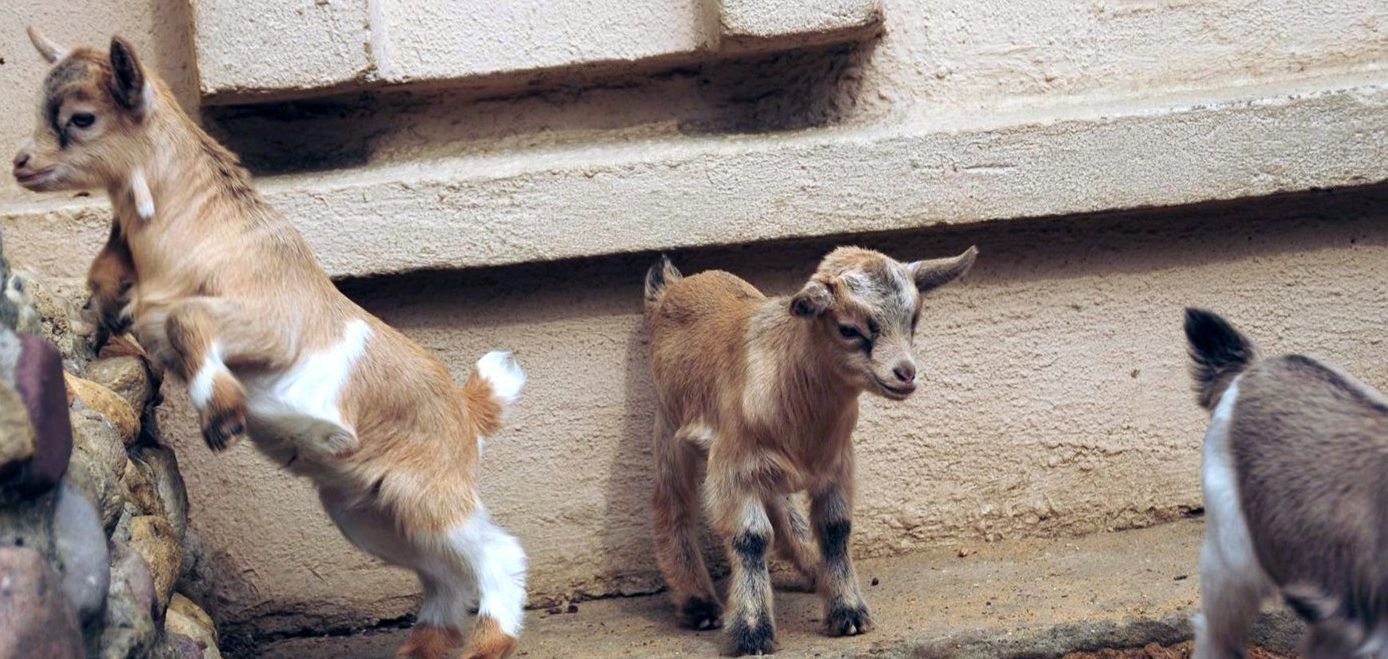Несколько козлят дагестанских туров родились в Московском зоопарке. Фото: сайт мэра Москвы
