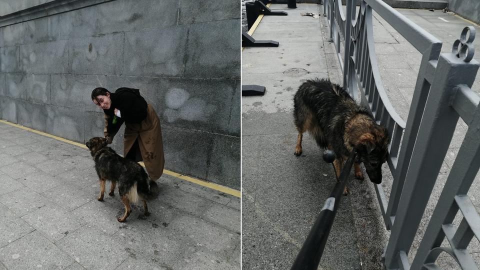 В Центральном административном округе спасатели ПСС «Крымский мост» вытащили собаку из реки