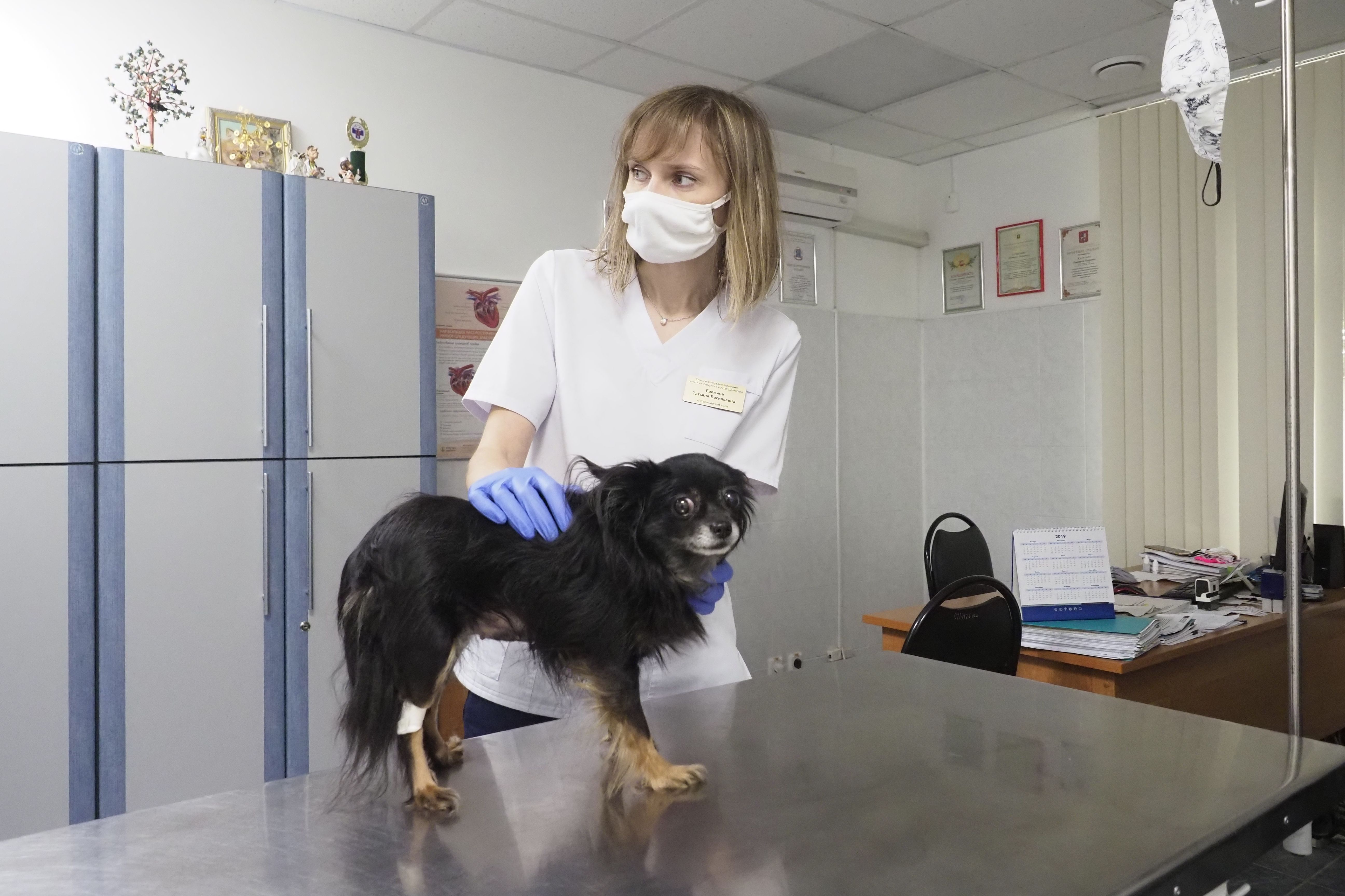 26 мая 2020 года. Ветеринар Татьяна Еремина осматривает собаку Нюшу. Фото: Антон Гердо, «Вечерняя Москва»