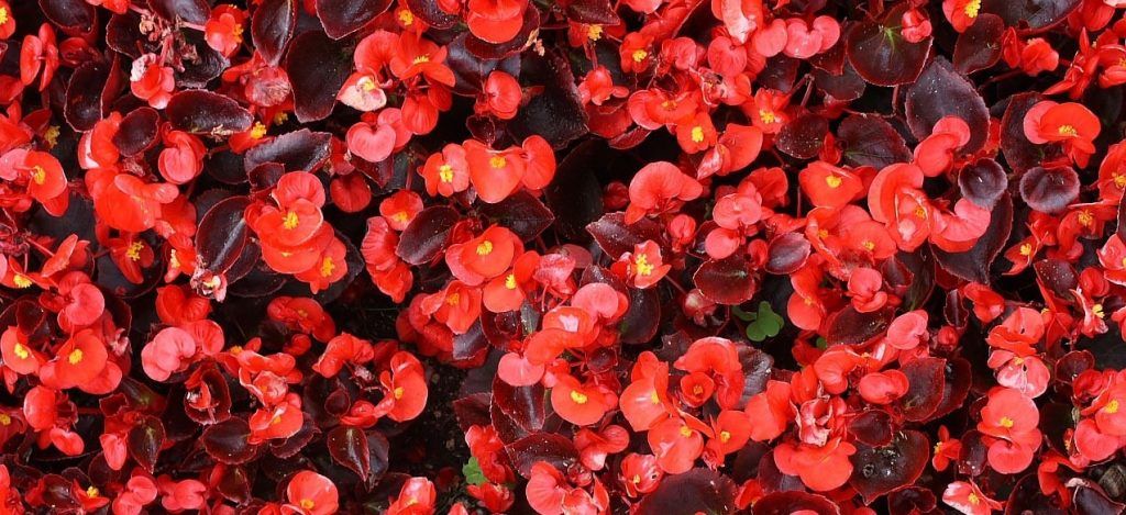 Краски лета: 830 вазонов в Замоскворечье украсили цветами