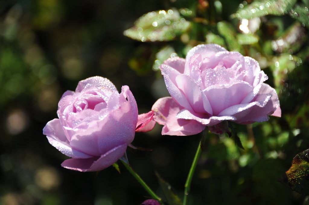 Массовое цветение роз началось на ВДНХ