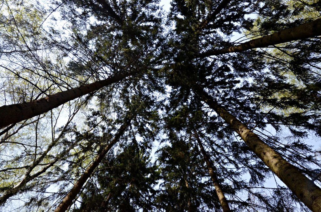 Депутат Мосгордумы Титов рассказал о санитарной вырубке леса в Зеленограде и высадке новых деревьев. Фото: Анна Быкова