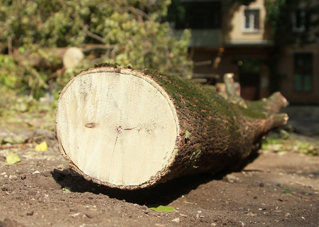 Специалисты вырубили десять аварийных деревьев. Фото: Наталия Нечаева, «Вечерняя Москва»