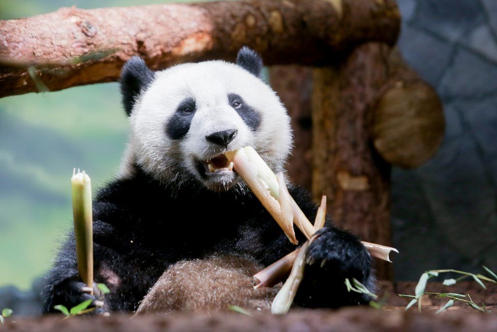 Панды Московского зоопарка пообщались с сородичами в чате