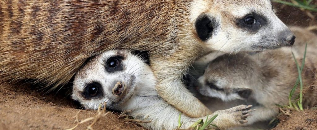 Как ухаживать за тапирами и пандами рассказали специалисты Московского зоопарка на проекте #Москвастобой