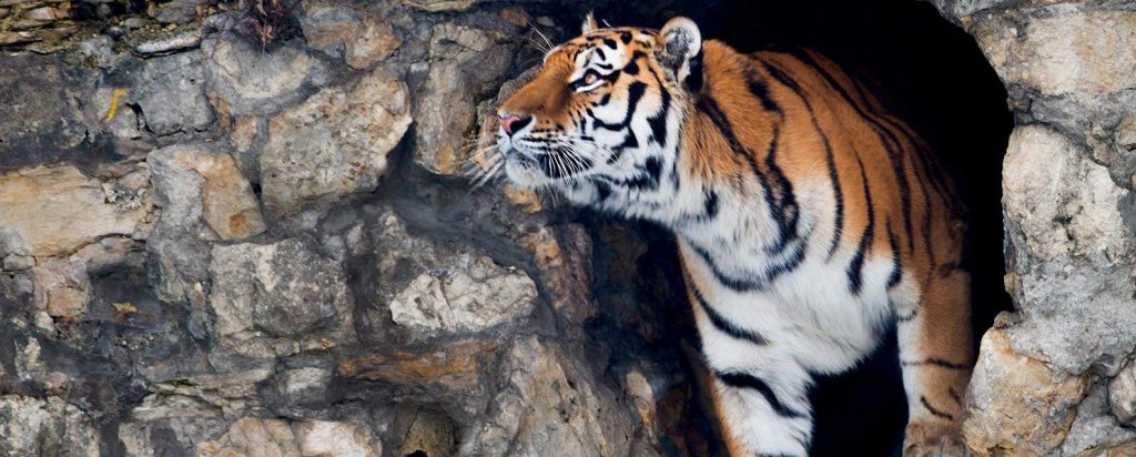 Усатый-полосатый: День тигра отпразднуют в Московском зоопарке