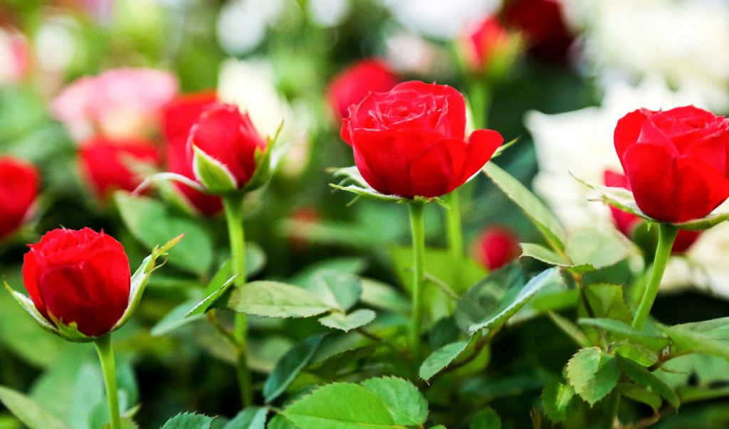 Москвичей пригласили полюбоваться розами в Московском зоопарке