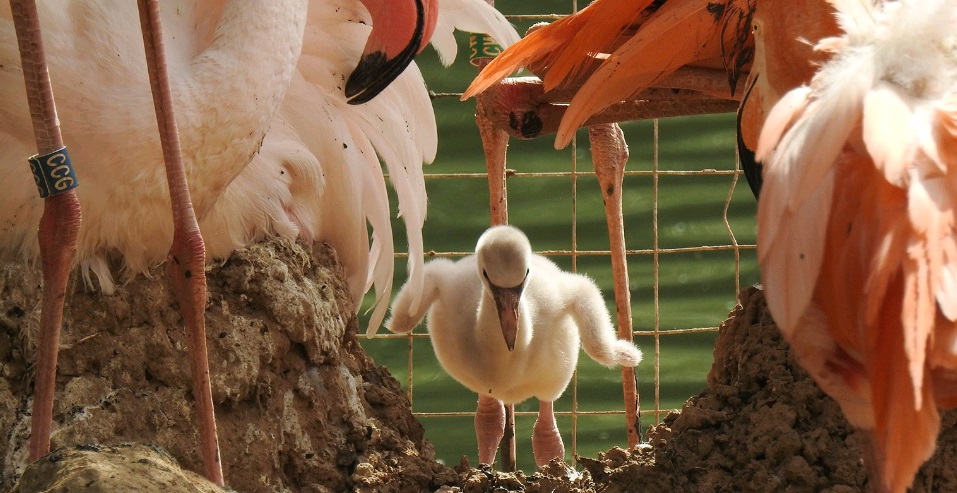 Московский зоопарк пригласил посмотреть на маленьких фламинго