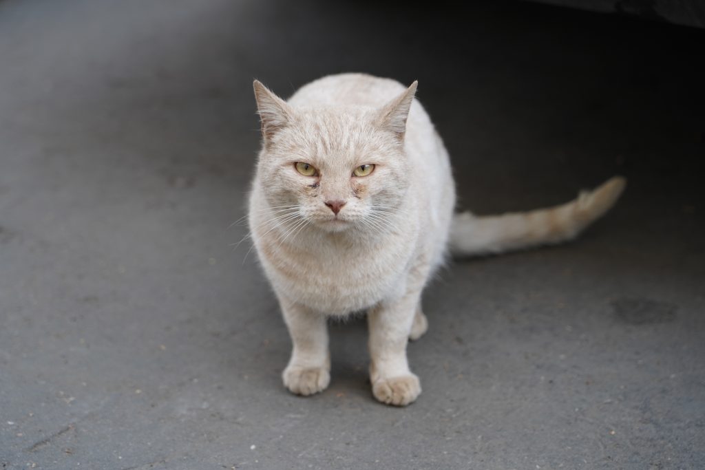 Депутат МГД Козлов: Открытие продухов в московских домах спасет жизни тысяч бездомных кошек