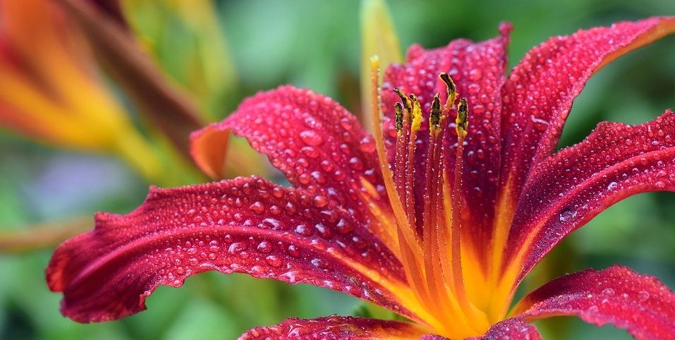 Царицы цветов: выставку лилий откроют в «Аптекарском огороде»