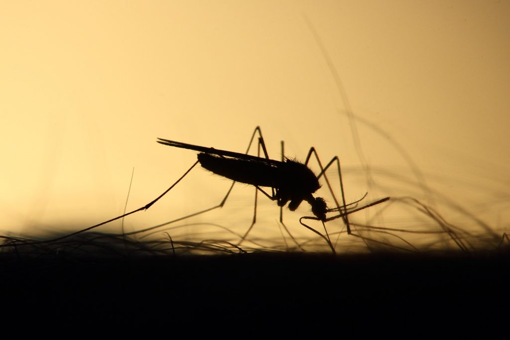 Москвичам пригрозили гельминтами из-за комариных укусов