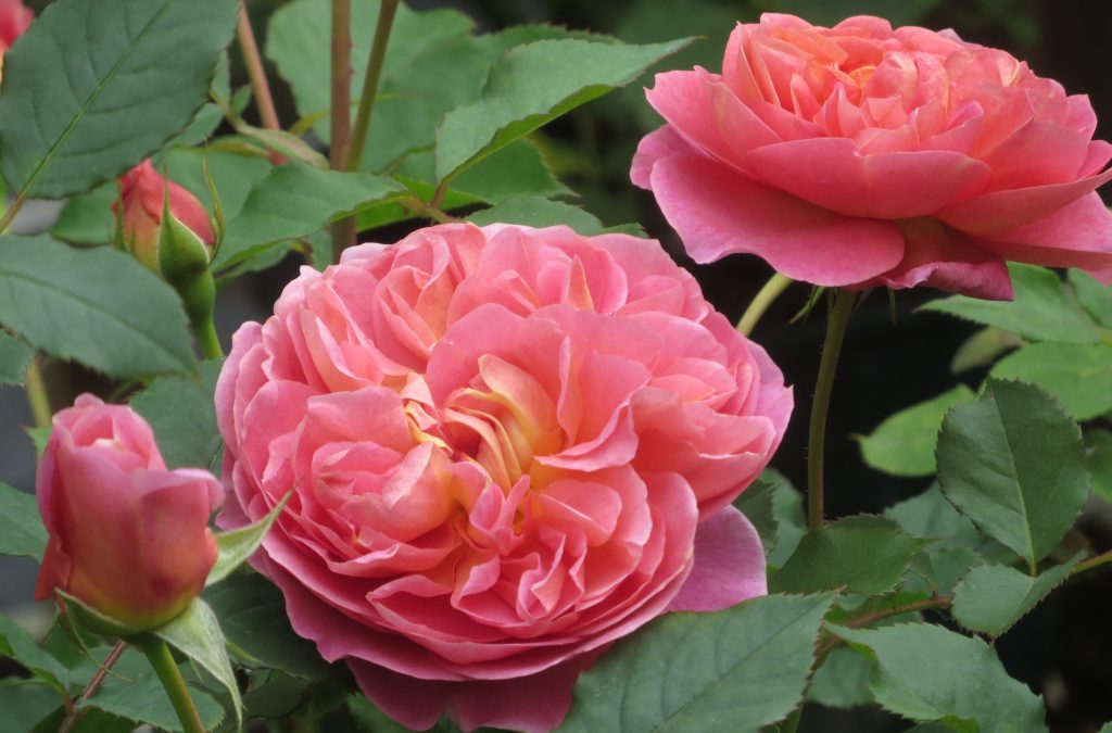 Чайные и мускусные: 150 видов роз представят на выставке в «Аптекарском огороде»