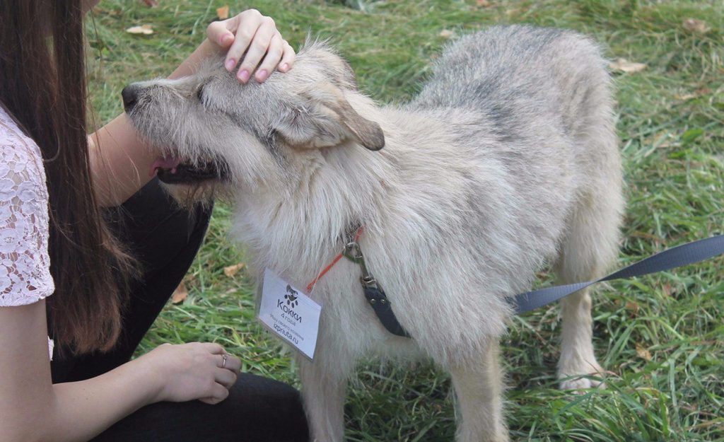 Прогулки с собаками: в Аптекарском огороде стартует новый сезон благотворительной акции