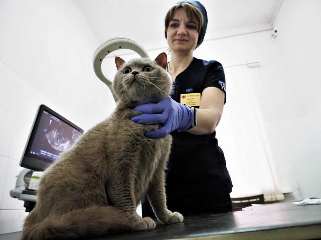 Москва открыла временные прививочные пункты против бешенства животных