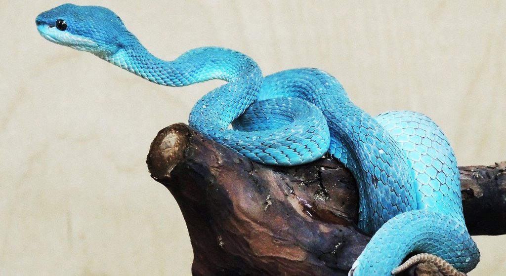 Змеи редкого вида появились на свет в Московском зоопарке. Фото: сайт мэра Москвы