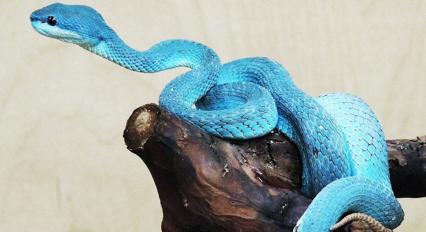 Голубая Куфия Змея