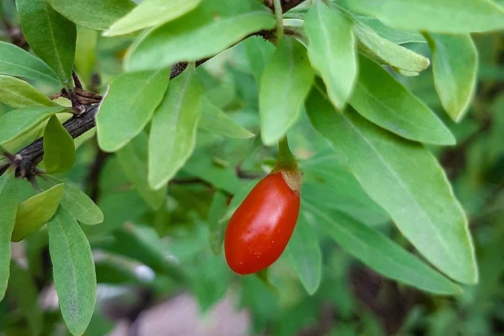 Всеисцеляющие ягоды: годжи плодоносит в Ботаническом саду Московского университета