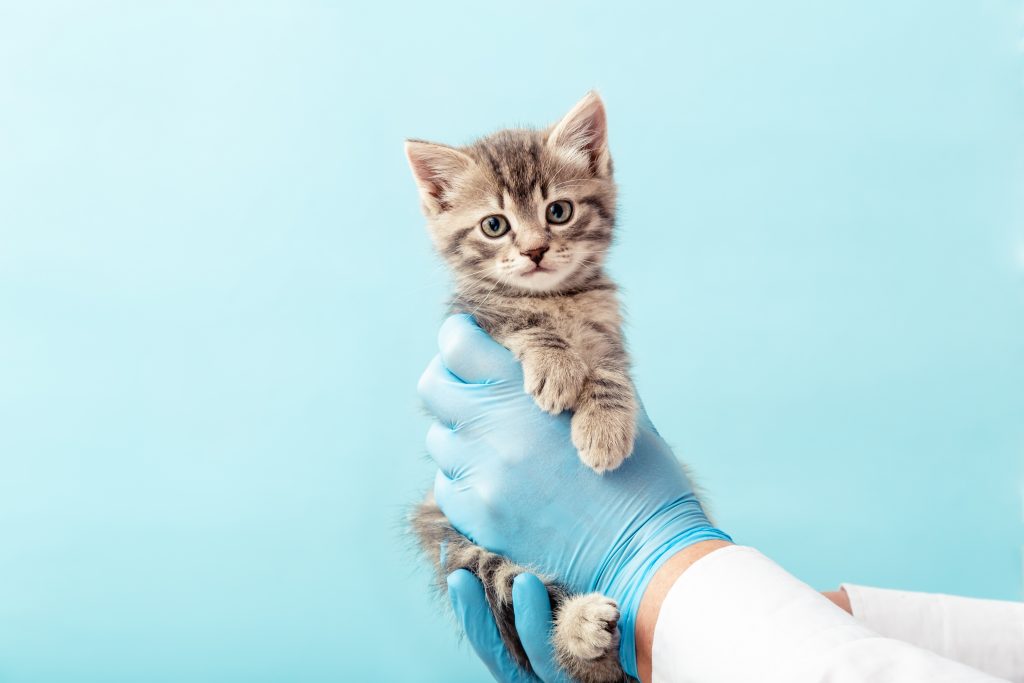 Вакцинация позволит защитить домашних животных от болезней