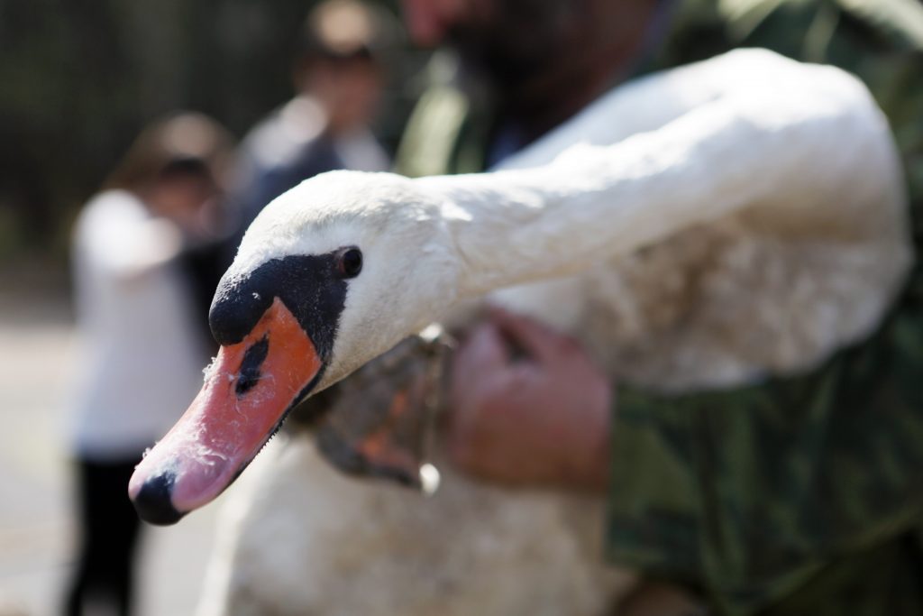 Лебеди исчезнут из Парка Горького в октябре