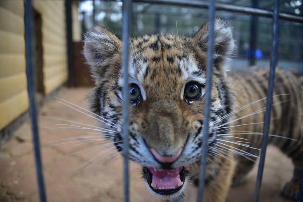 Московский зоопарк объявил о рождении четырех амурских тигрят
