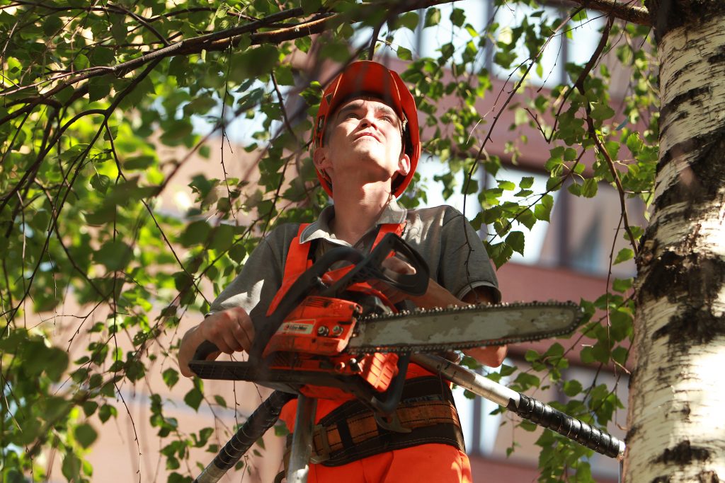 Десять аварийных деревьев устранят в Замоскворечье