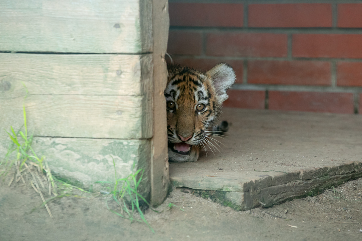 Один из четырех новорожденных в Московском зоопарке тигрят учится добывать пищу. Фото предоставили в пресс-службе Московского зоопарка