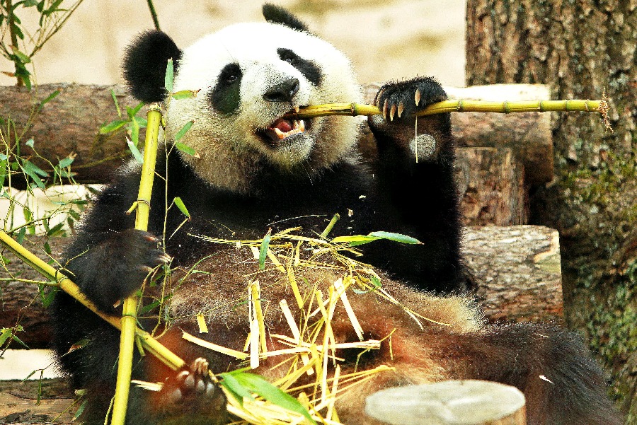Видеоролики о пандах и енотах разместили сотрудники Московского зоопарка