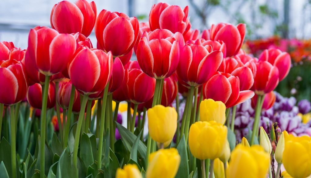 Подготовка к весне: высадку тюльпанов начнут в районе Хамовники  