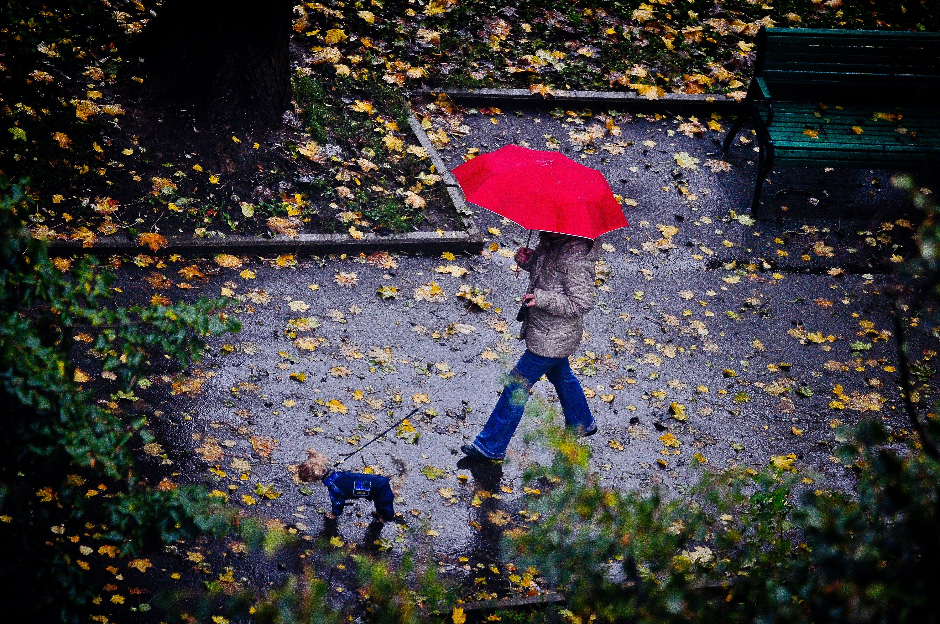Осень мелкие дожди