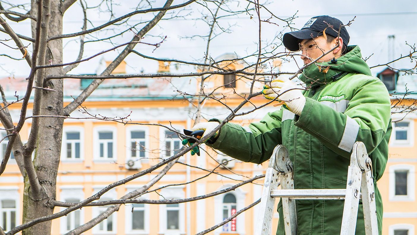 Аварийные деревья уберут по нескольким адресам в Замоскворечье. Фото: сайт мэра Москвы