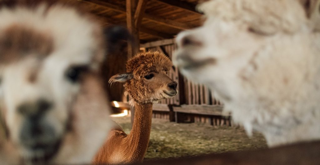 Осенний Витамин: детеныш альпака появился на свет в Московском зоопарке
