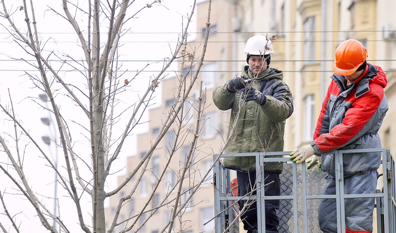 Тополя кронировали в Тверском районе. Фото: сайт мэра Москвы
