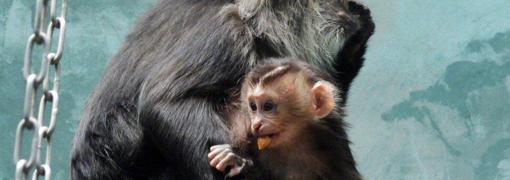 Исчезающий вид: две макаки вандеру родились в Московском зоопарке в 2020 году