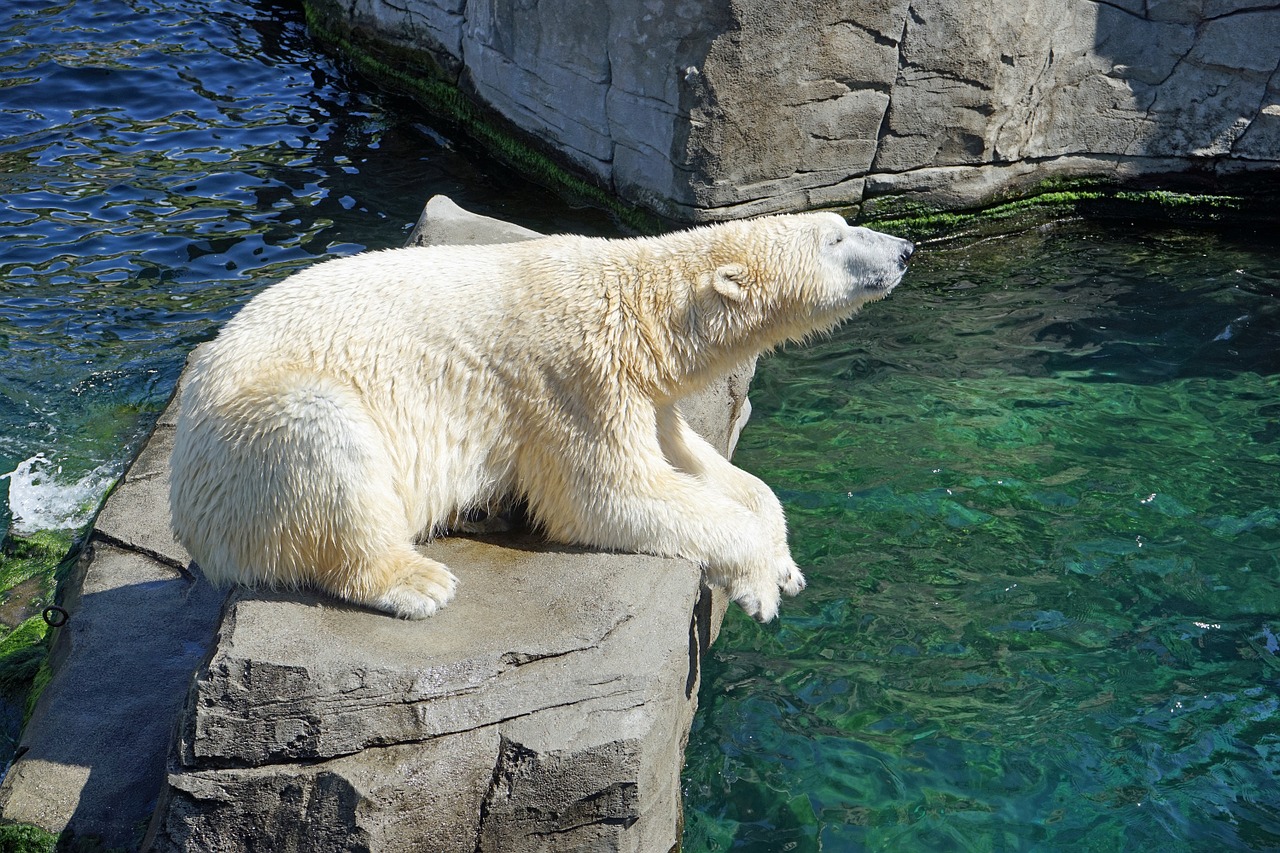 Белая медведица Мурма в Московском зоопарке не дожила до 30-летия. Фото: pixabay.com