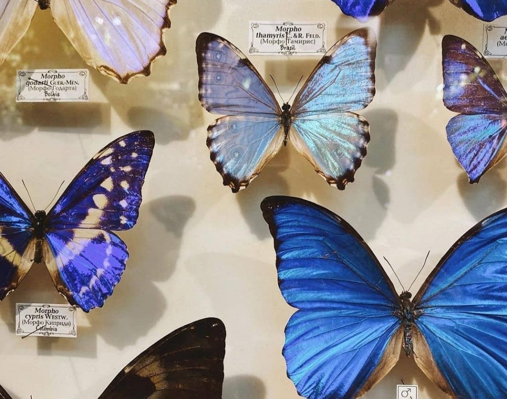 Выставку бабочек обновили в «Аптекарском огороде»