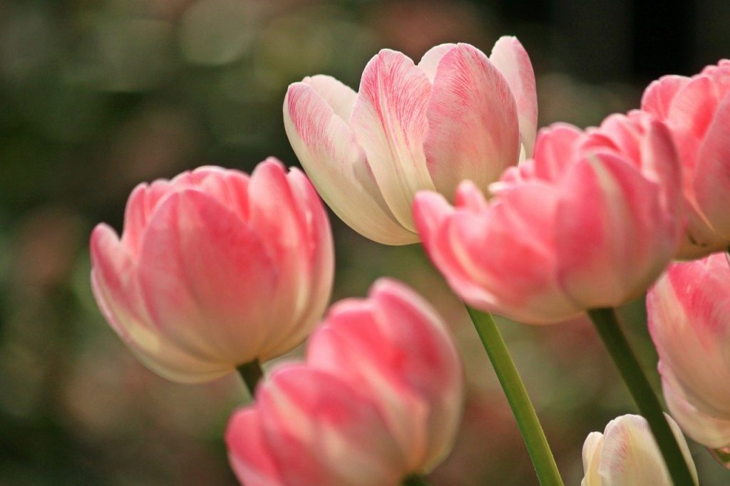 Свыше 15 тысяч тюльпанов высадили на Арбате за месяц. Фото: pixabay.com