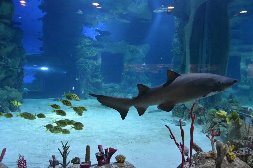 Японских акул поселили в «Москвариуме»