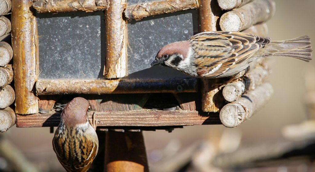 Кормушку для птиц смастерят на онлайн-занятии вместе с сотрудниками Биологического музея