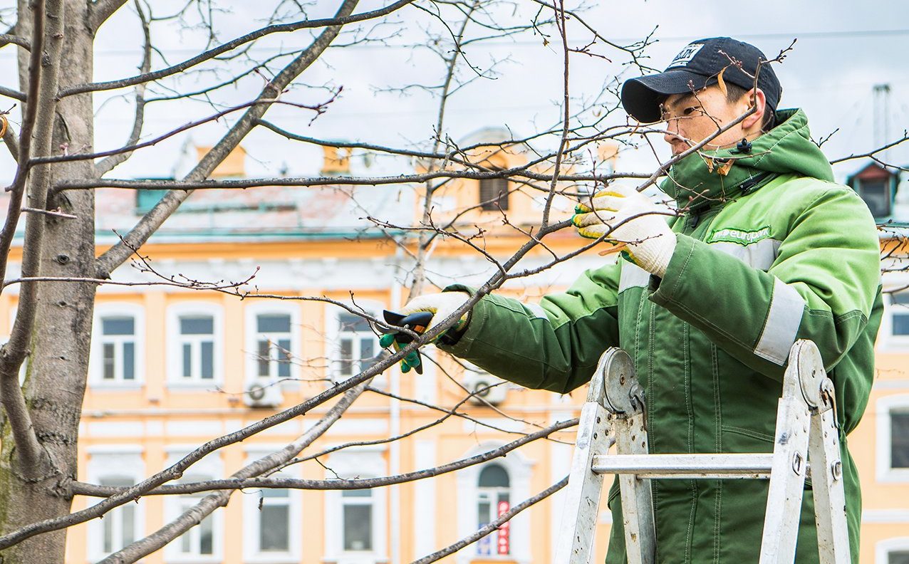 Деревья привели в порядок в Мещанском районе. Фото: сайт мэра Москвы