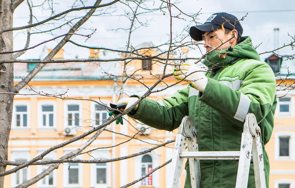 Сотрудники «Жилищника» убрали сухие ветви деревьев на улице Павла Андреева и других