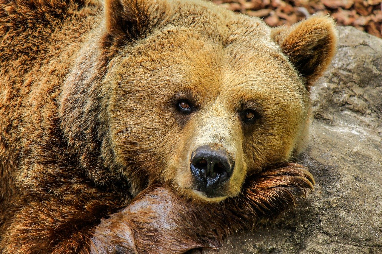 Сон до прихода тепла: медведи в Московском зоопарке погрузились в зимнюю спячку. Фото: pixabay.com