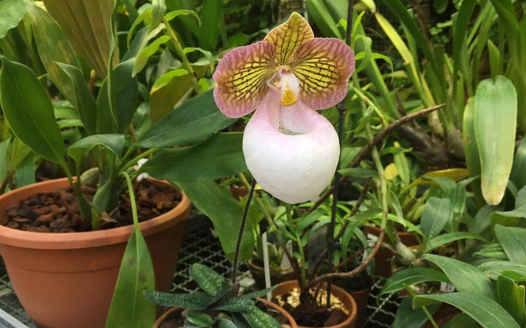 Одна из самых ароматных орхидей в мире расцвела в Ботаническом саду Московского университета