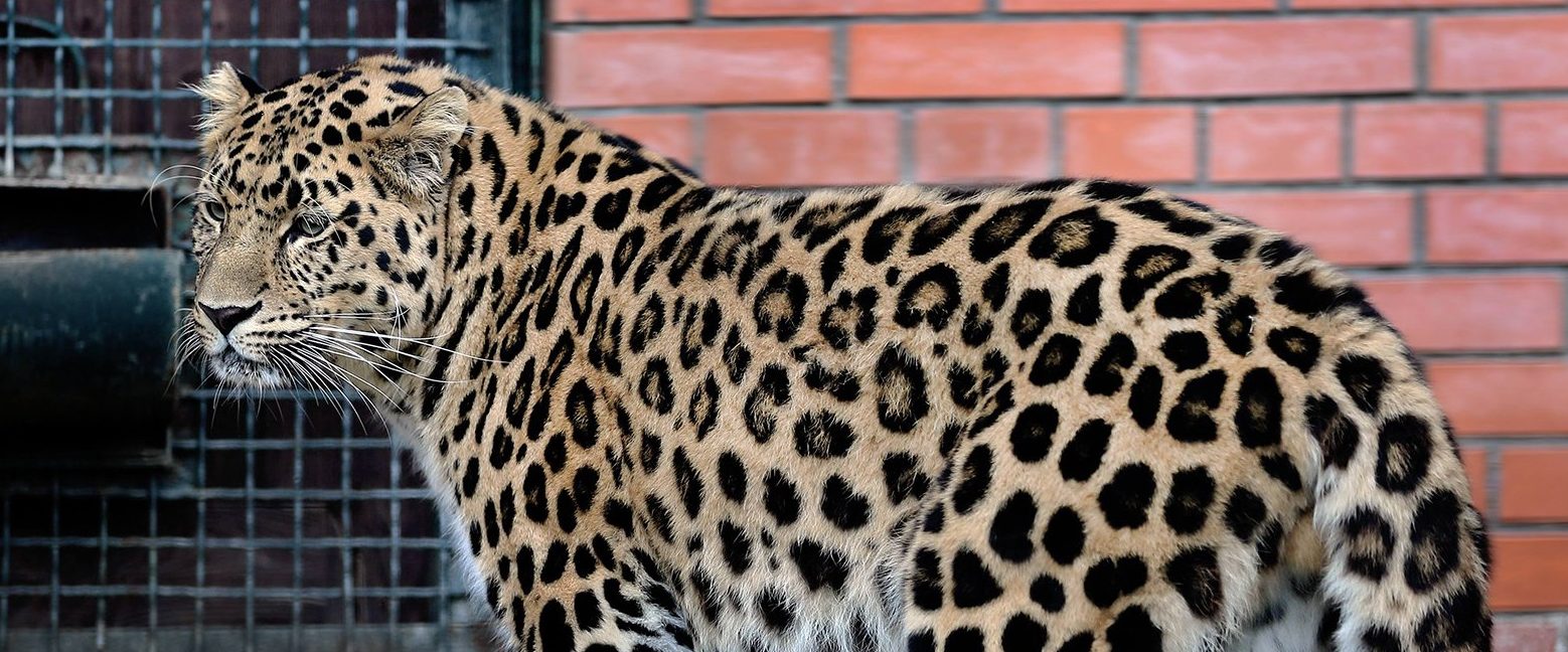 Леопардам для когтей и турам для еды: елки передали обитателям Московского зоопарка. Фото: сайт мэра Москвы