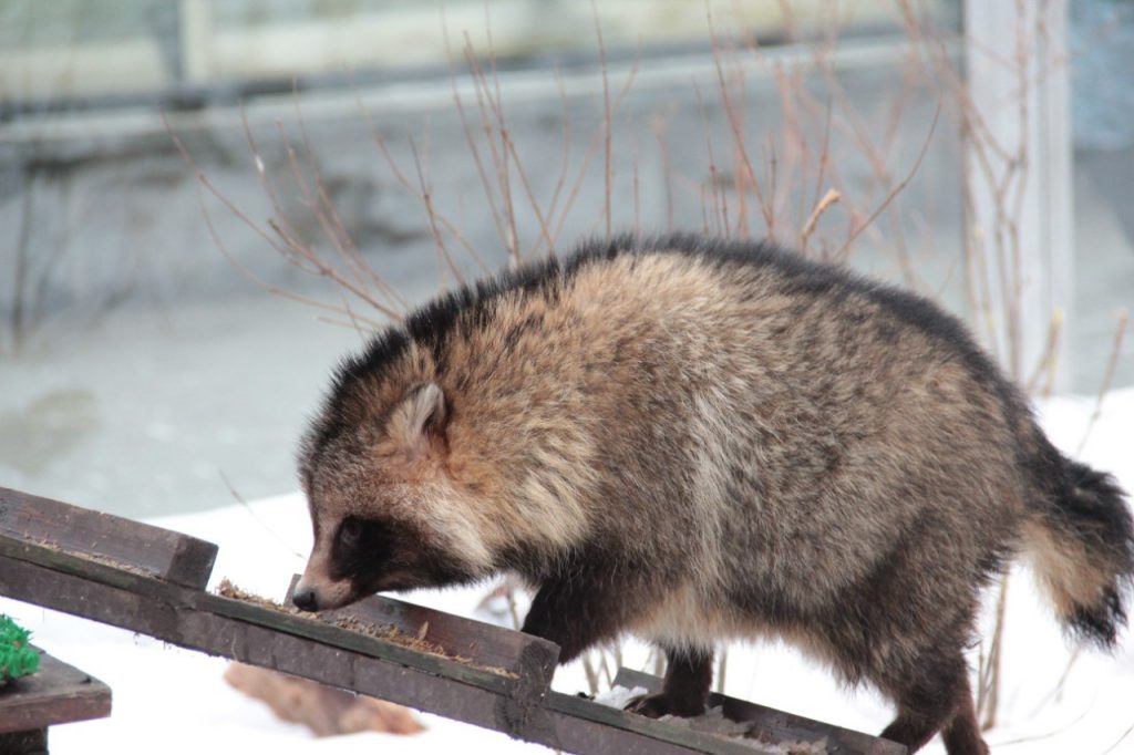 Енотовидная собака Буба в Московском зоопарке погрузилась в зимний сон
