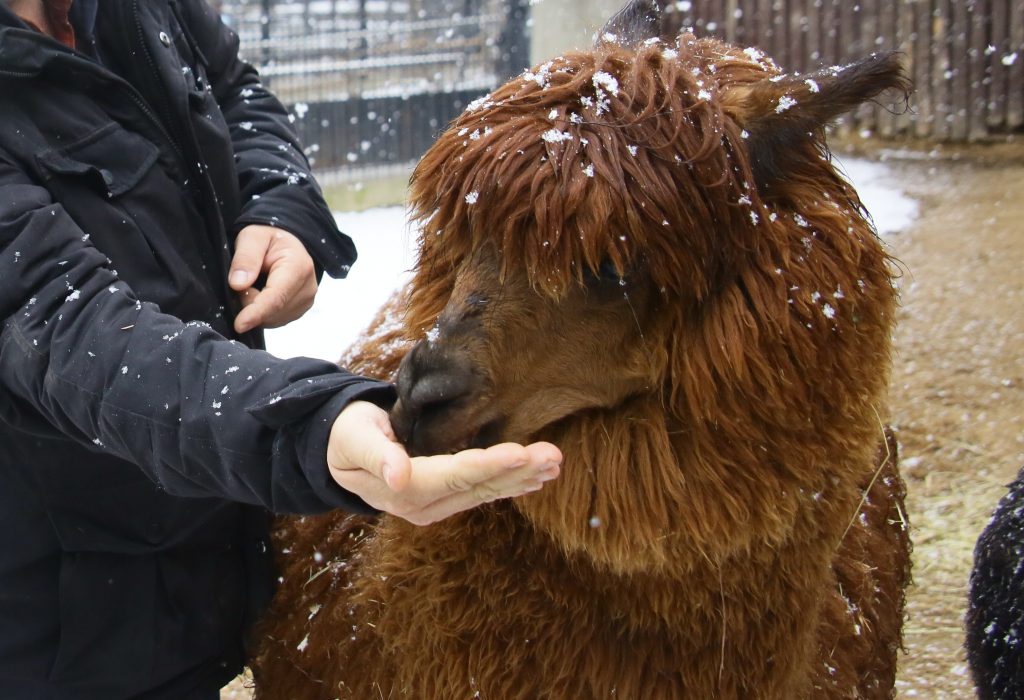 Московский зоопарк примет новогодние елки для корма и украшений