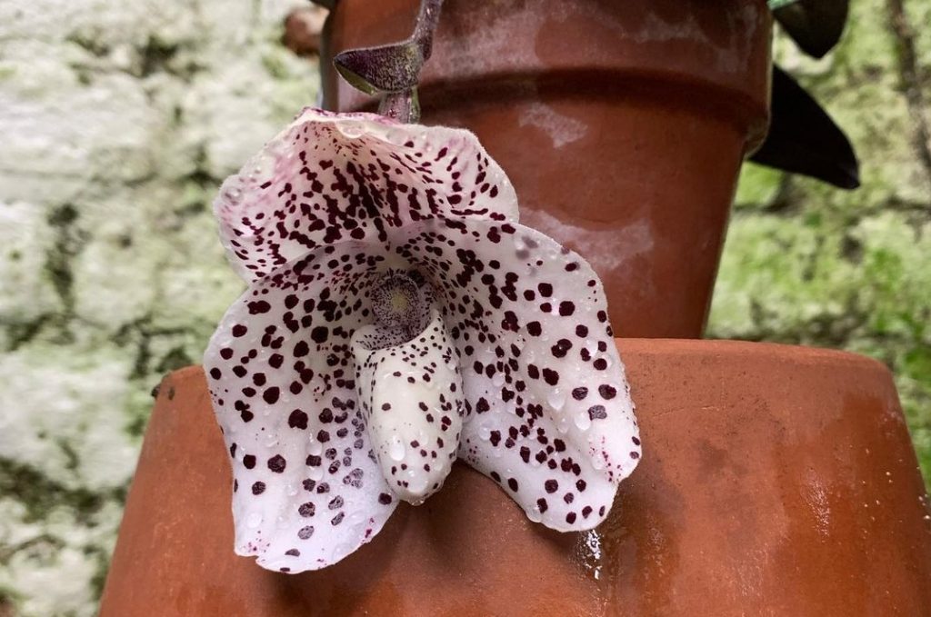 Редкая орхидея расцвела в тропиках Ботанического сада