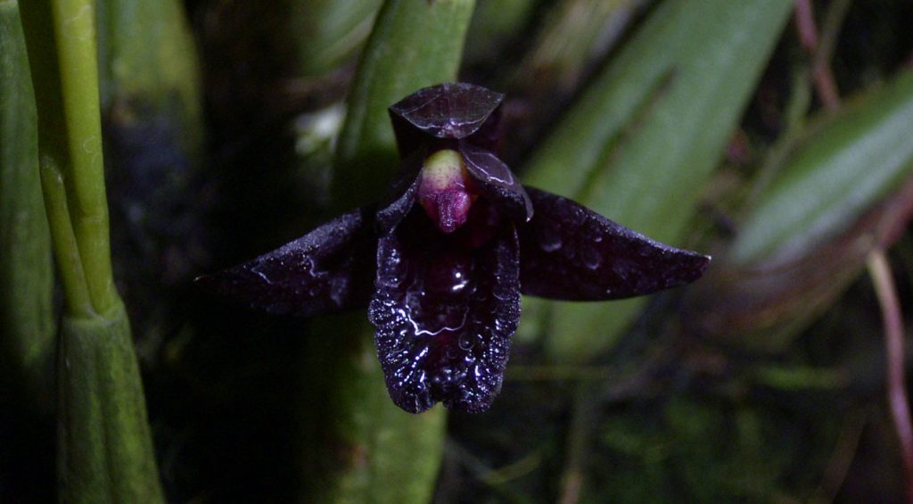 Одна из самых черных орхидей в мире расцвела в «Аптекарском огороде»