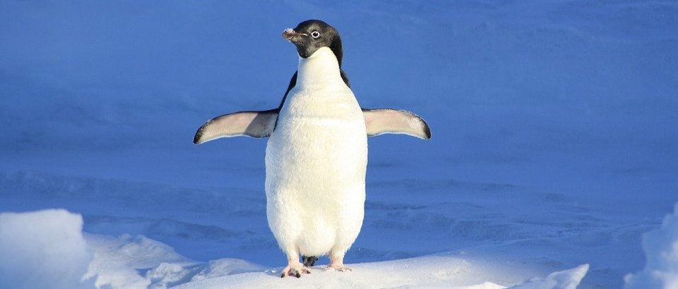 Международный день осведомленности о пингвинах отметят в Биологическом музее