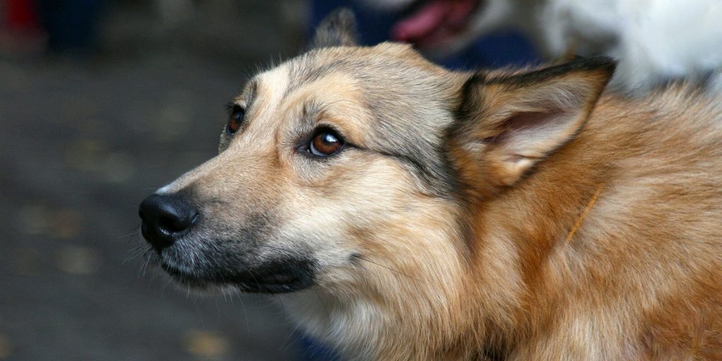 На mos.ru заработал сервис по поиску домашних животных