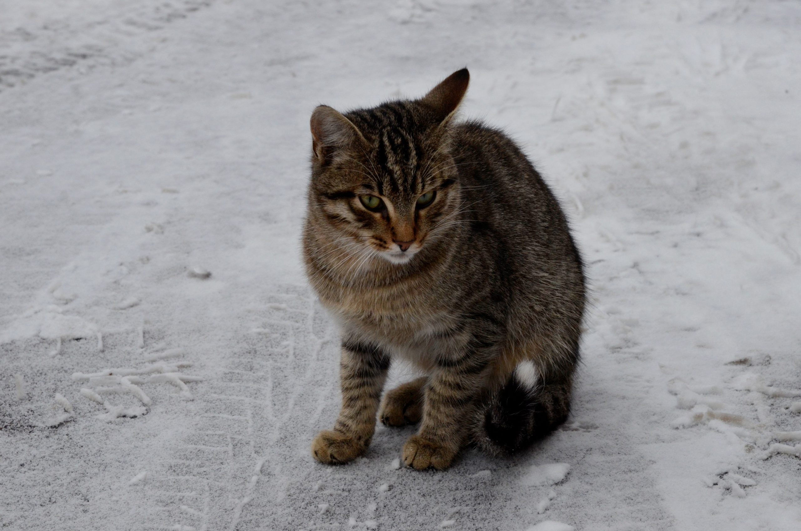 Новую вакансию специалиста по подсчету котов открыли в Москве